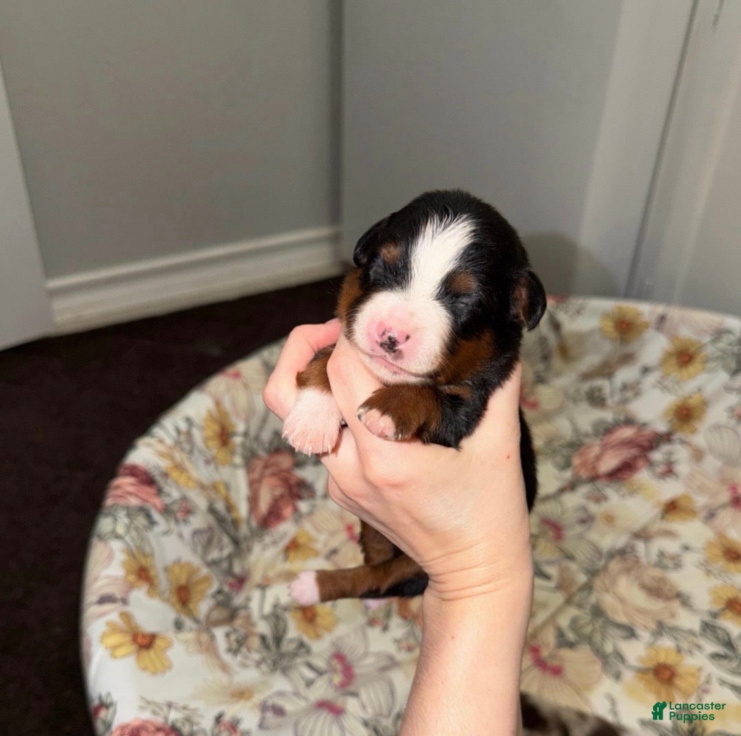 Miniature Australian Shepherd dogs Sam - Ad 35