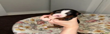 Sam