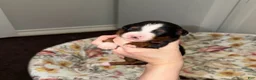 Miniature Australian Shepherd dogs for sale: Sam - Ad 1