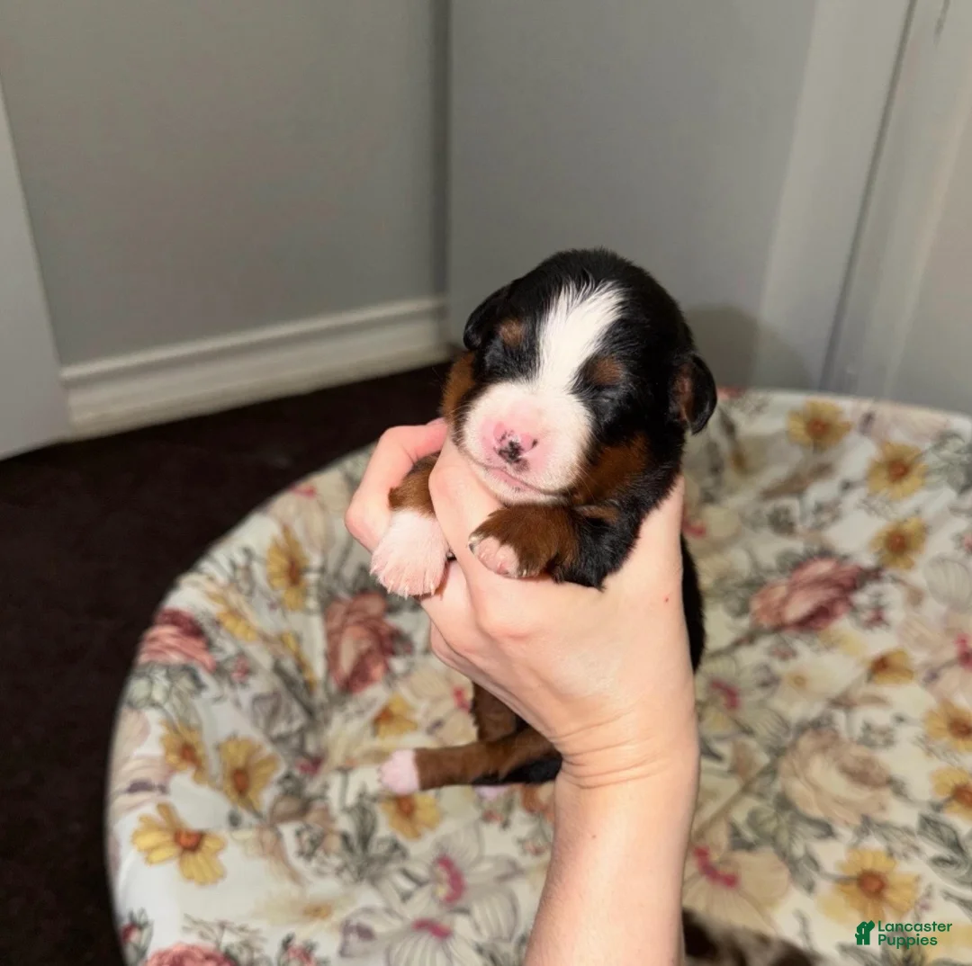 Miniature Australian Shepherd dogs for sale: Sam - Ad 1