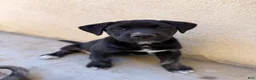 Mixed Breed dogs for sale: Milo - Ad 4