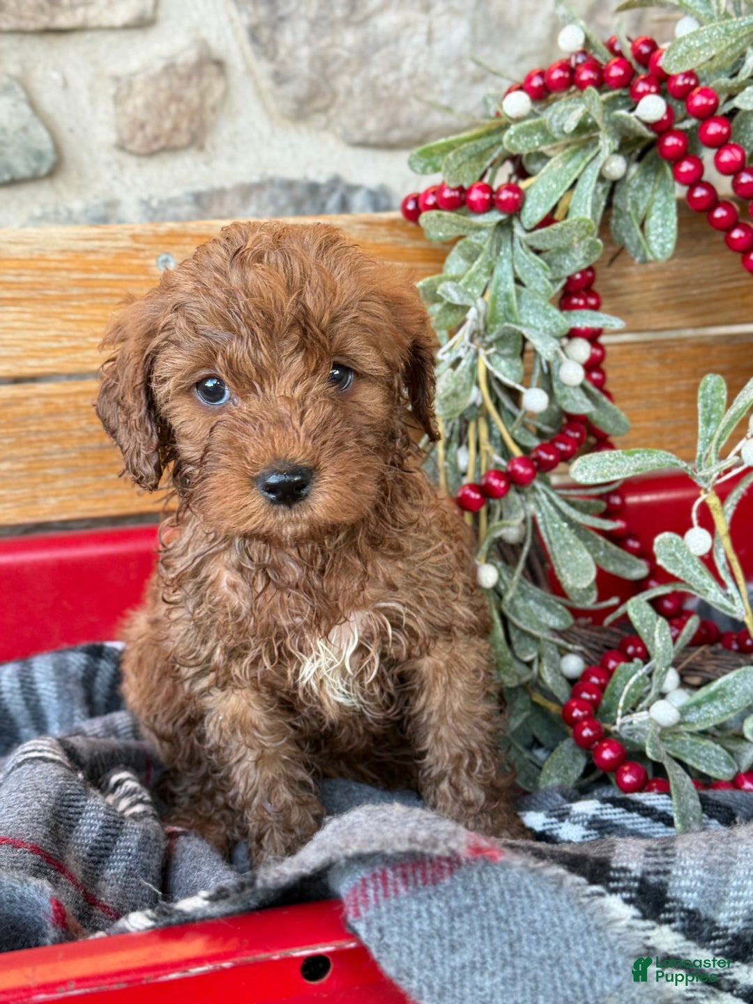 Mini Goldendoodle dogs for sale: Ilsa - Ad 6