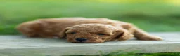Labradoodle dogs for sale: Hugo Labradoodle  - Ad 3
