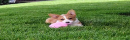 Welsh Corgi Pembroke dogs for sale: Chanel(triple clear) AKC - Ad 10