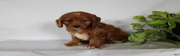 Cavapoo dogs for sale: Candy - Ad 5