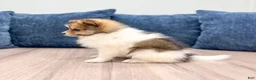 Pomeranian dogs for sale: Kaden - Ad 5