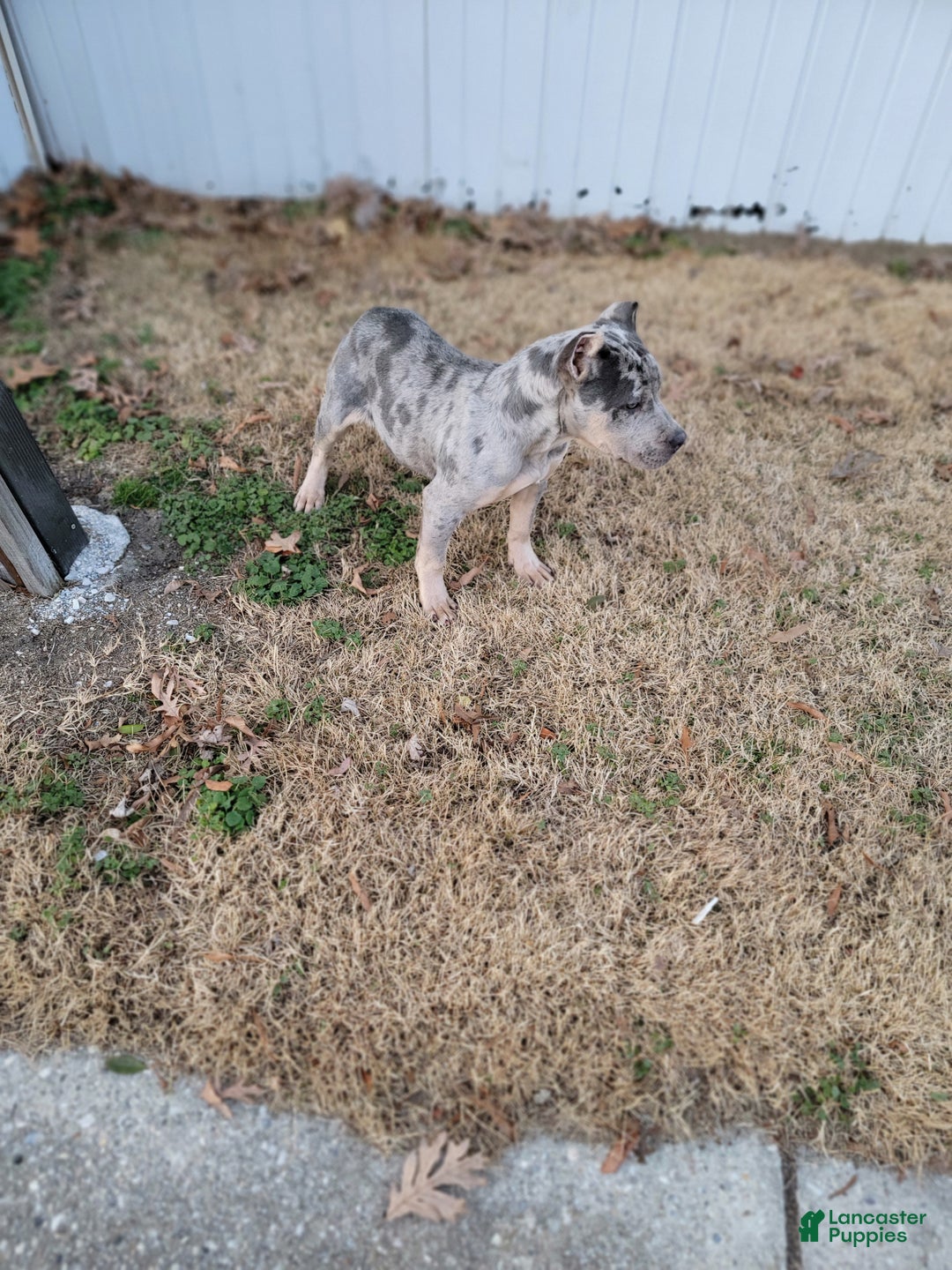 American Bully dogs for sale: American Bully Puppy 1 - Ad 6