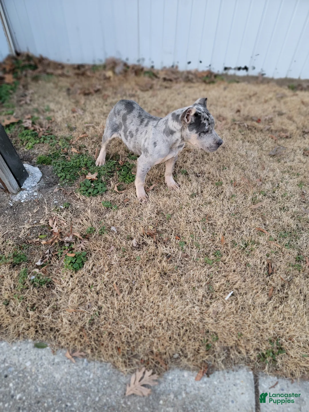 American Bully dogs for sale: Amiri - Ad 17