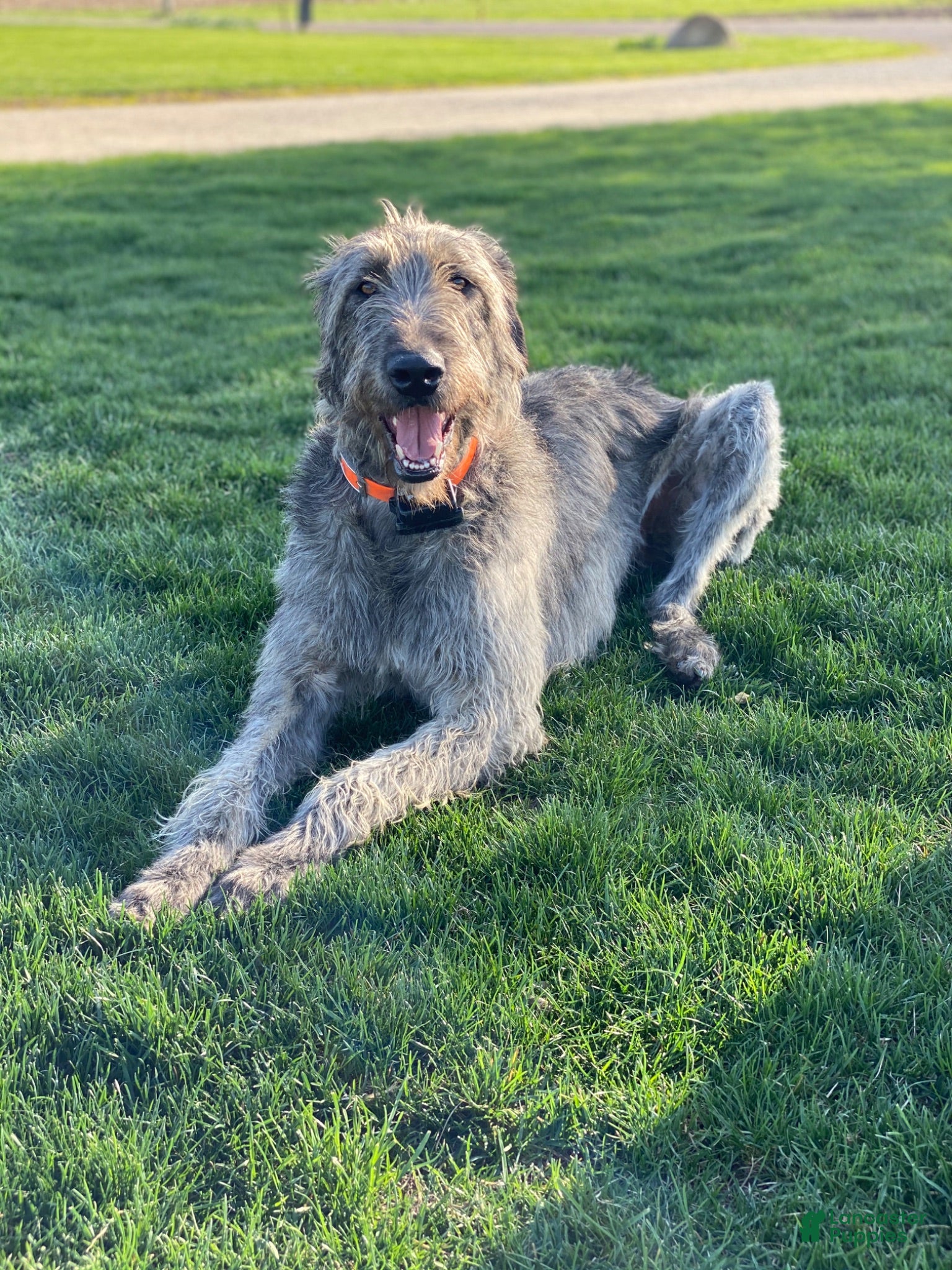 Mixed Breed dogs Mila - Ad 2