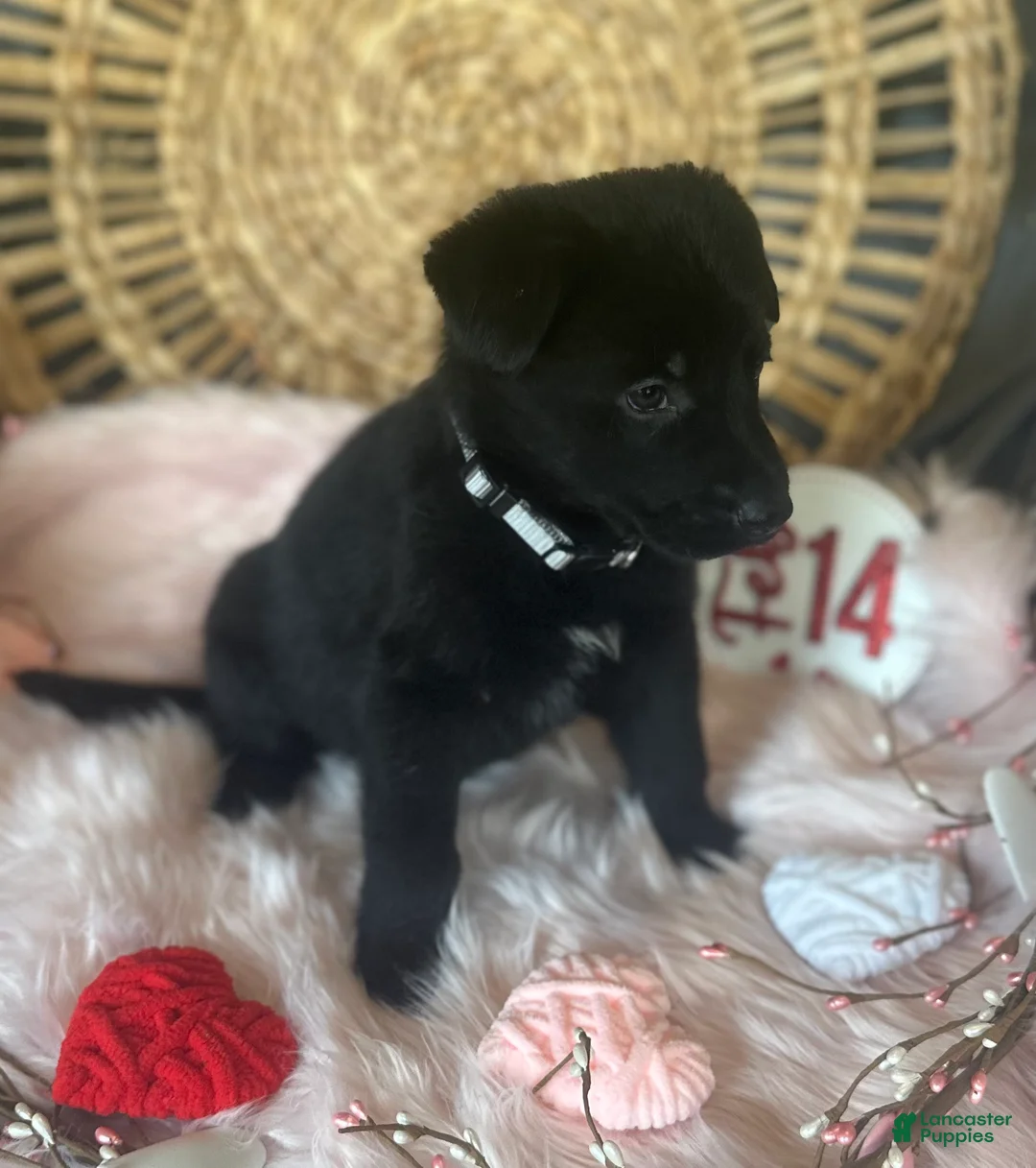 German Shepherd dogs for sale: Poppy  - Ad 16