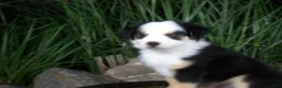Miniature Australian Shepherd dogs for sale: Rex - Ad 3