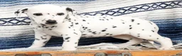 Dalmatian dogs for sale: Sprinkles - Ad 5
