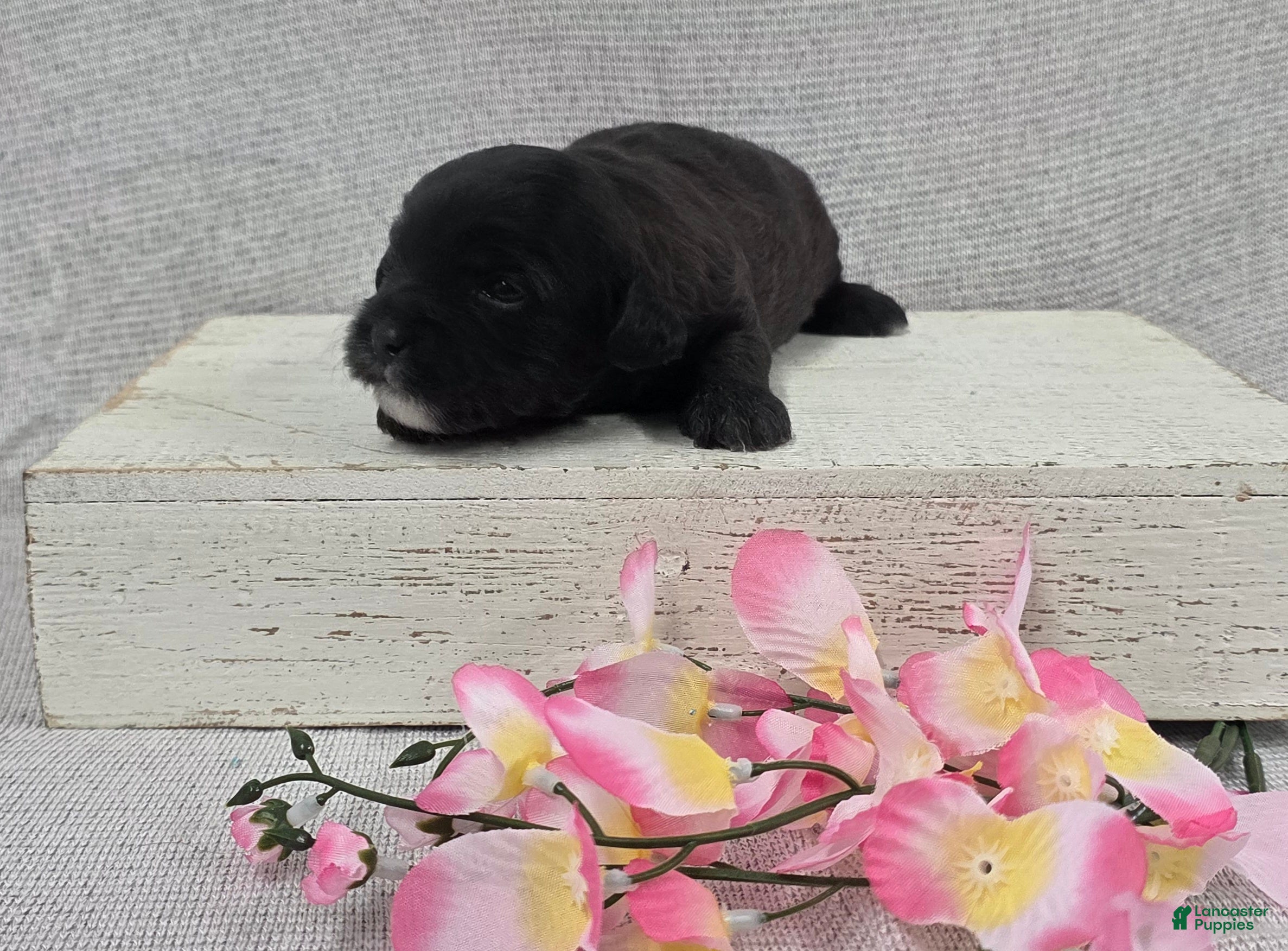 Shihpoo dogs Blossom - Ad 2