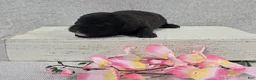 Shihpoo dogs for sale: Blossom - Ad 2