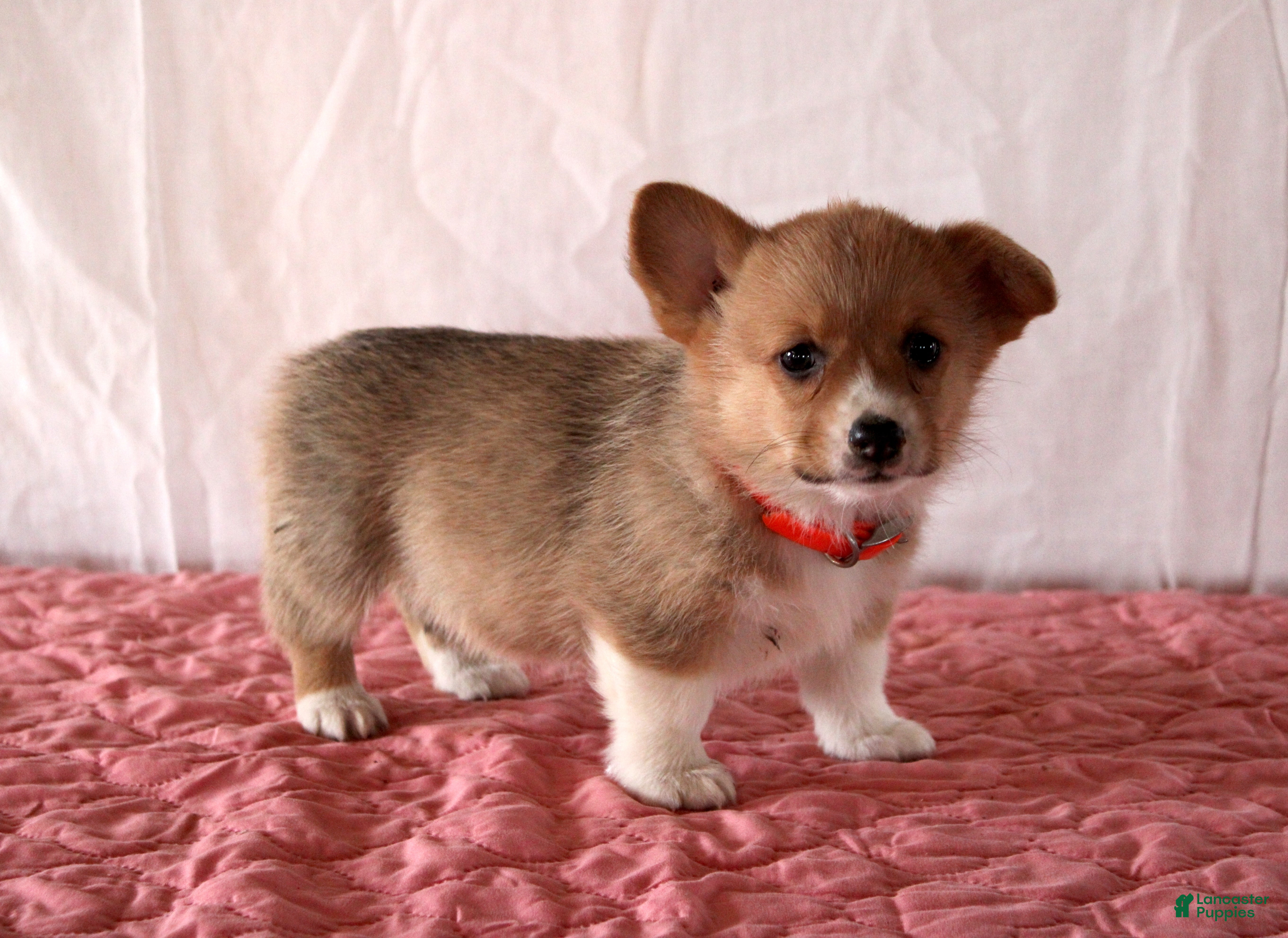Welsh Corgi Pembroke dogs Lucy - Ad 2