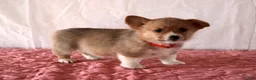 Welsh Corgi Pembroke dogs for sale: Lucy - Ad 2