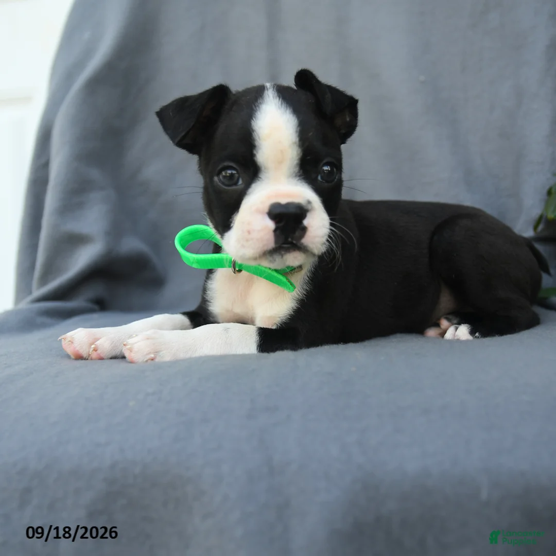 Boston Terrier dogs for sale: Hershey - Ad 2