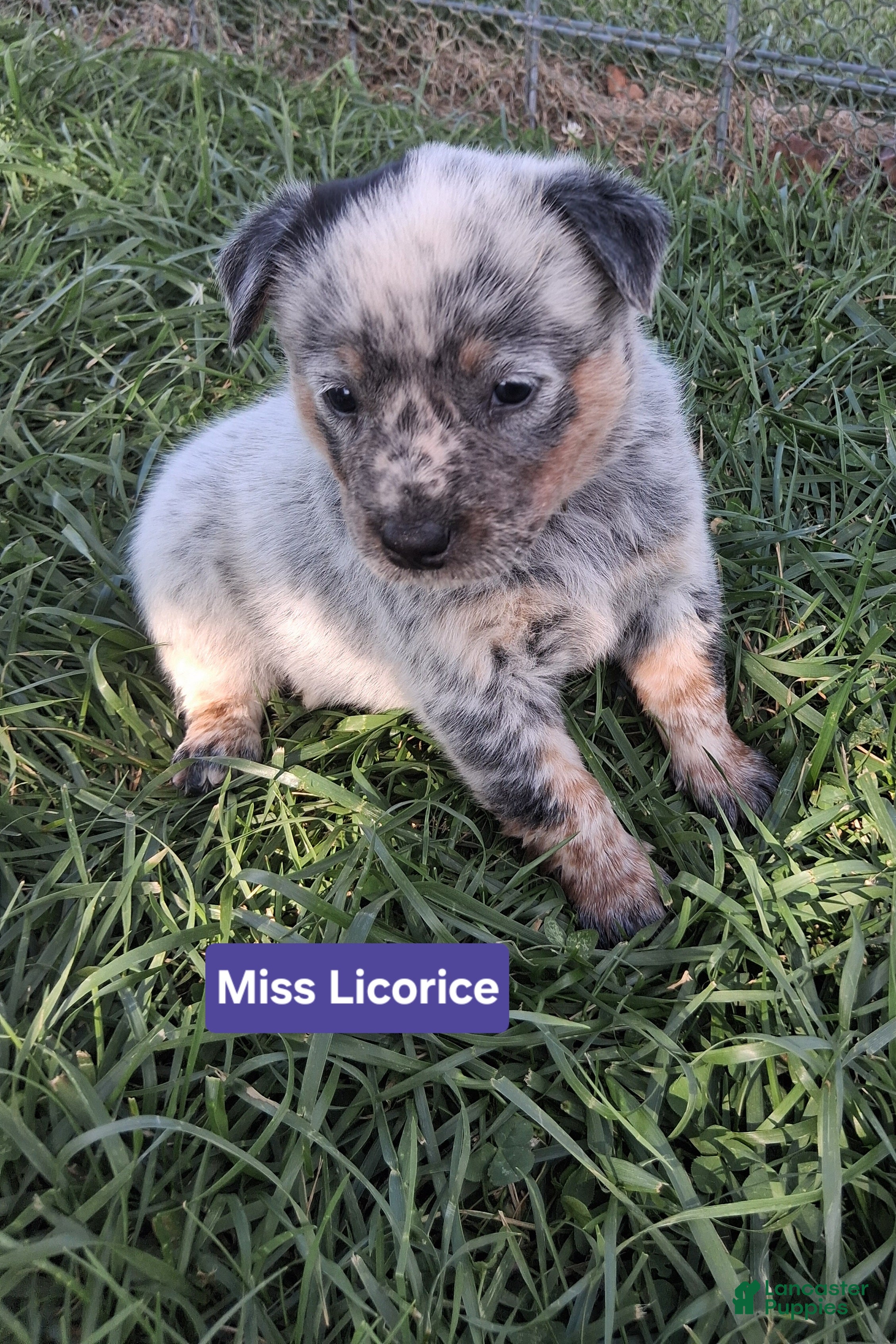 Australian Cattle Dog dogs Australian Cattle Dog Miss Licorice        AKC Registration - Ad 1