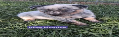 Australian Cattle Dog Miss Licorice        AKC Registration