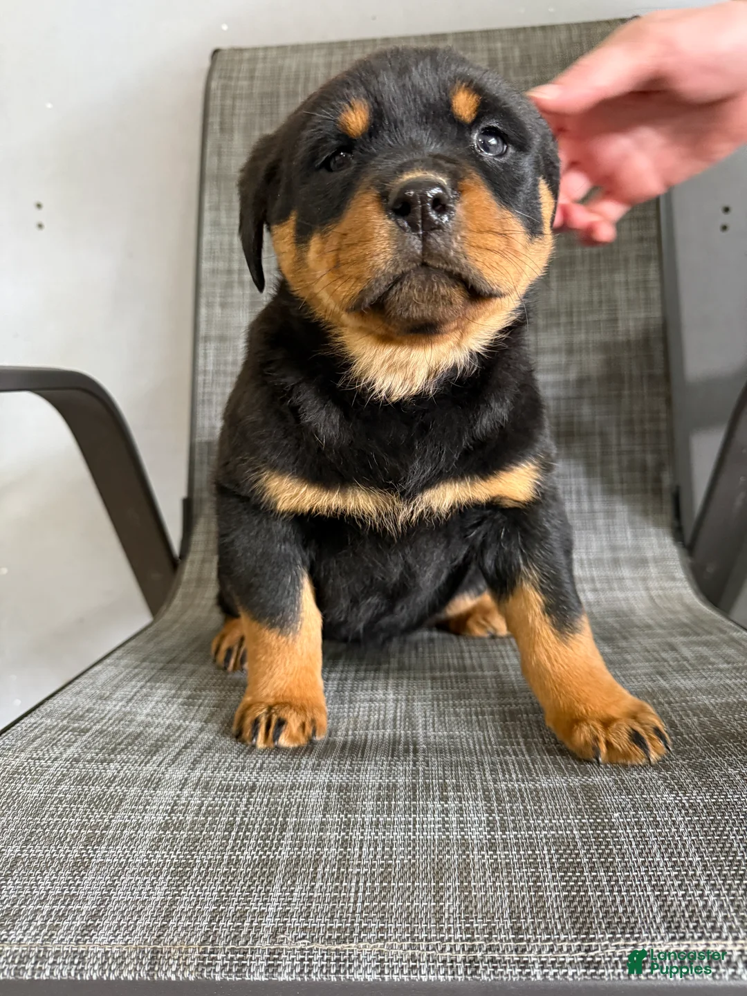 Rottweiler dogs for sale: Lacie - Ad 7