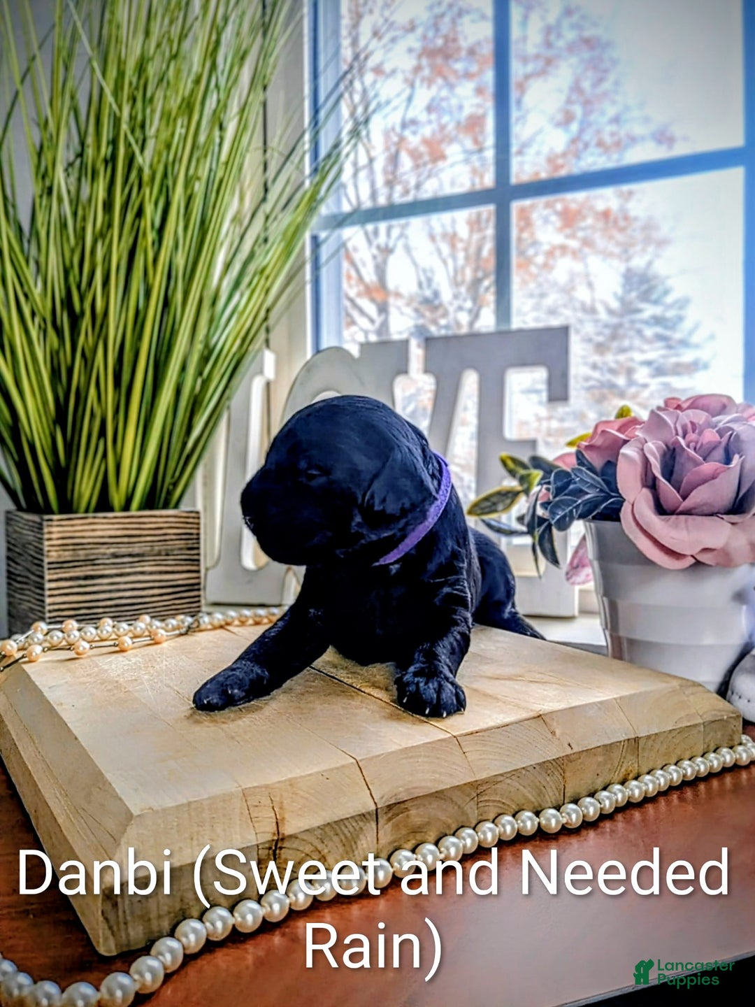 Mixed Breed dogs for sale: Golden Mountain Doodle Puppy 2 - Ad 4