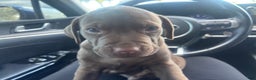 American Bully dogs for sale: American Bully Puppy 1 - Ad 1