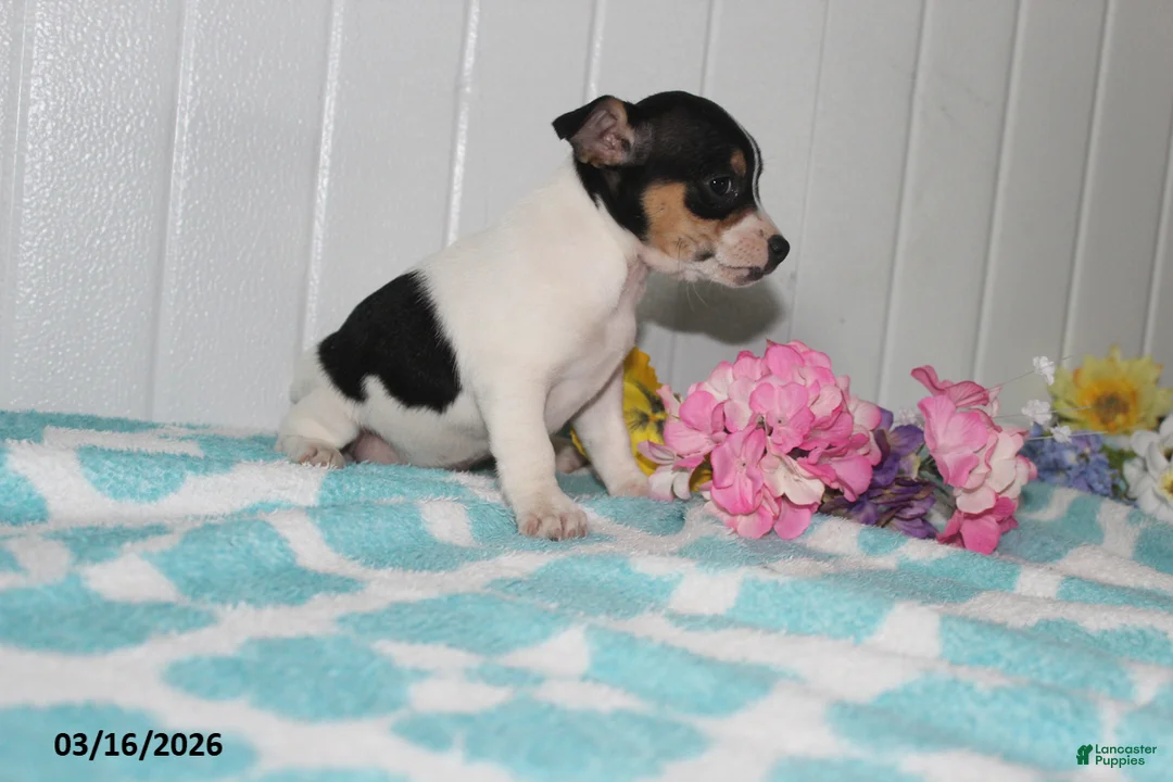Jack Russell Terrier dogs for sale: Midget - Ad 2