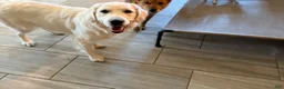 Golden Retriever dogs for sale: Bonsai - Ad 6
