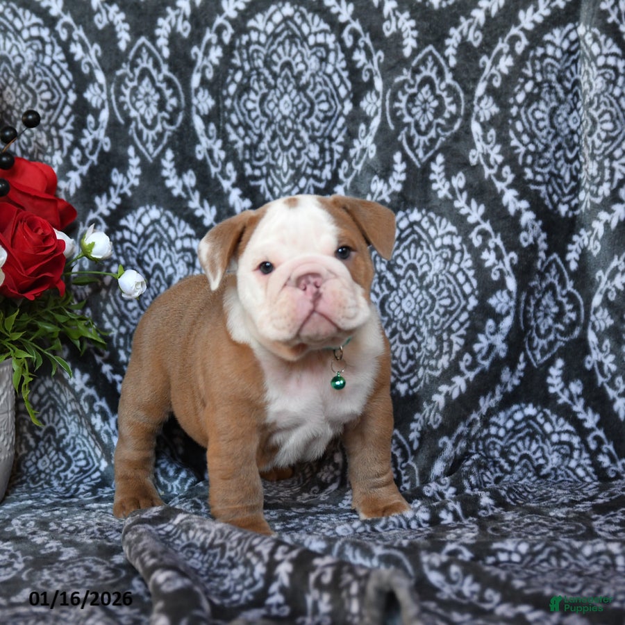 English Bulldog dogs Maddox - Ad 1