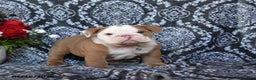 English Bulldog dogs for sale: Maddox - Ad 1