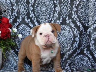 English Bulldog dogs Maddox - Ad 13