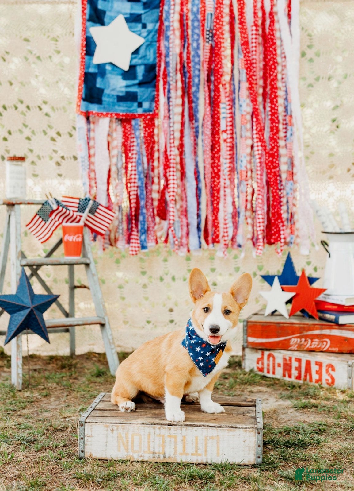 Welsh Corgi Pembroke dogs Jack - Ad 2