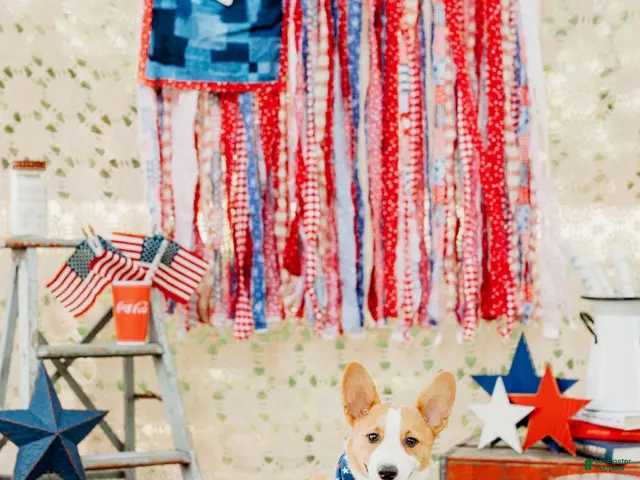 Welsh Corgi Pembroke dogs for sale: Jack - Ad 2