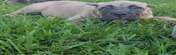 Cane Corso dogs for sale: Pluto  - Ad 18