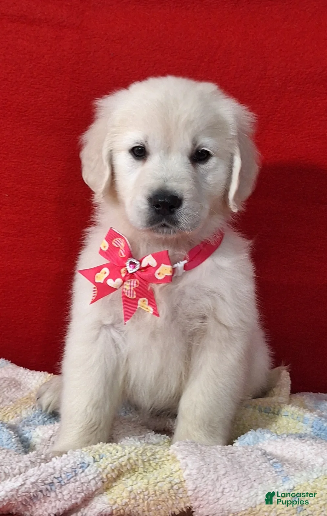 Golden Retriever dogs for sale: Bailey - Ad 1