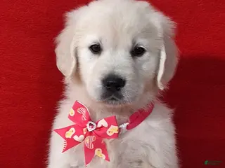 Golden Retriever dogs Bailey - Ad 30