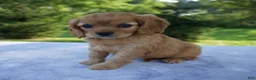Mixed Breed dogs for sale: Roxy - Ad 6