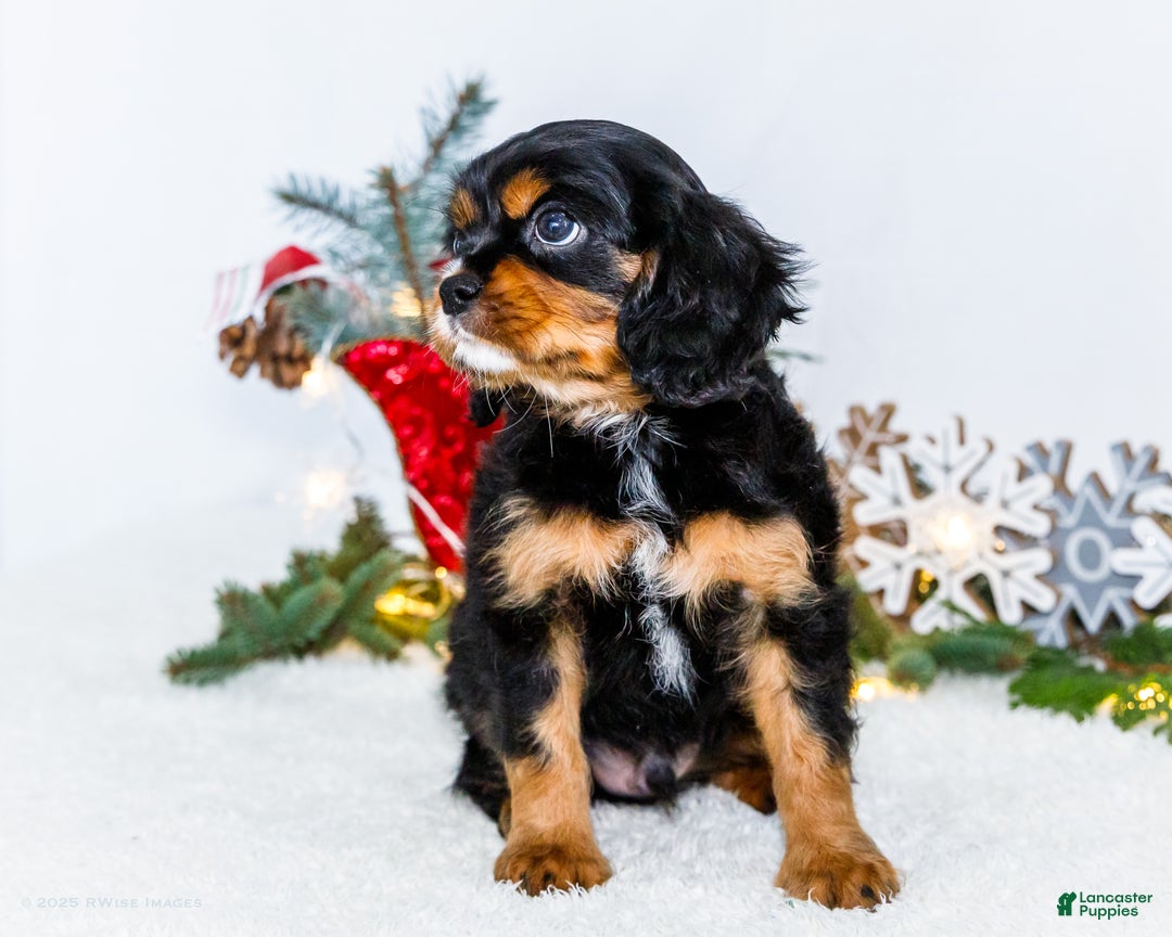 Cavalier King Charles Spaniel dogs for sale: Garland - Ad 9