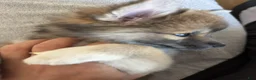 Pomsky dogs for sale: Princess - Ad 4