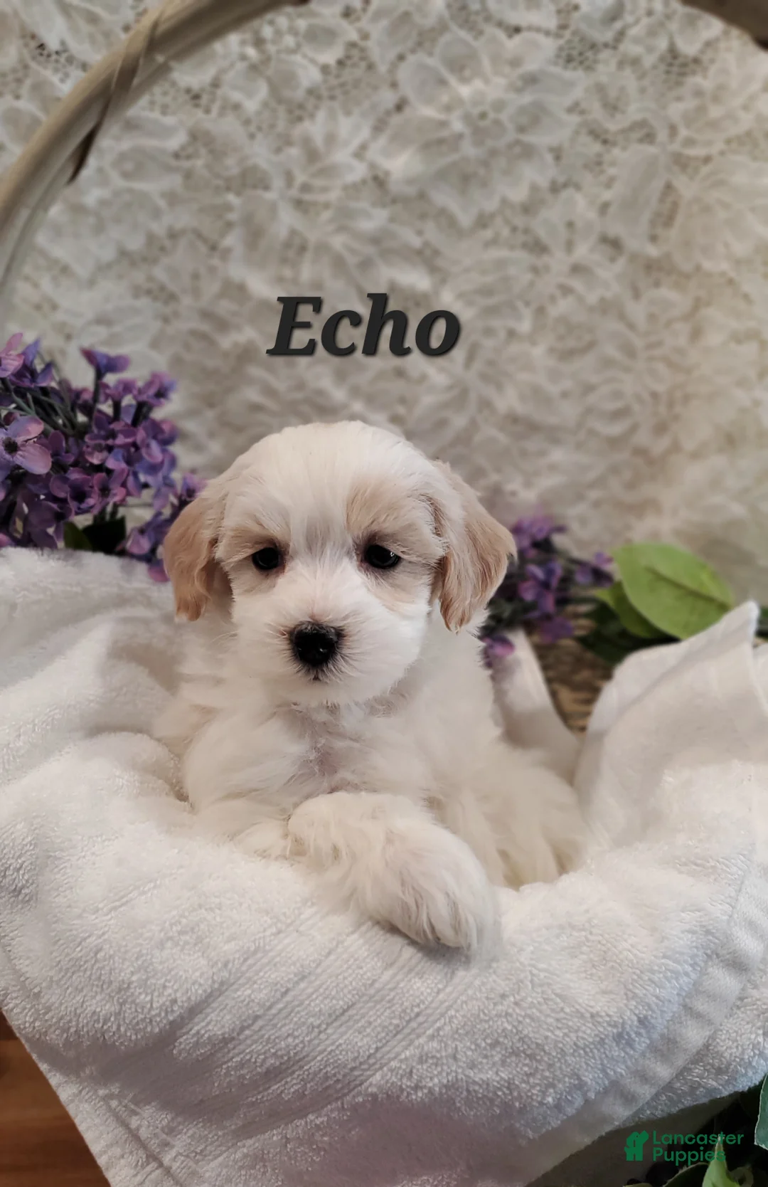 Mixed Breed dogs for sale: Echo  - Ad 2