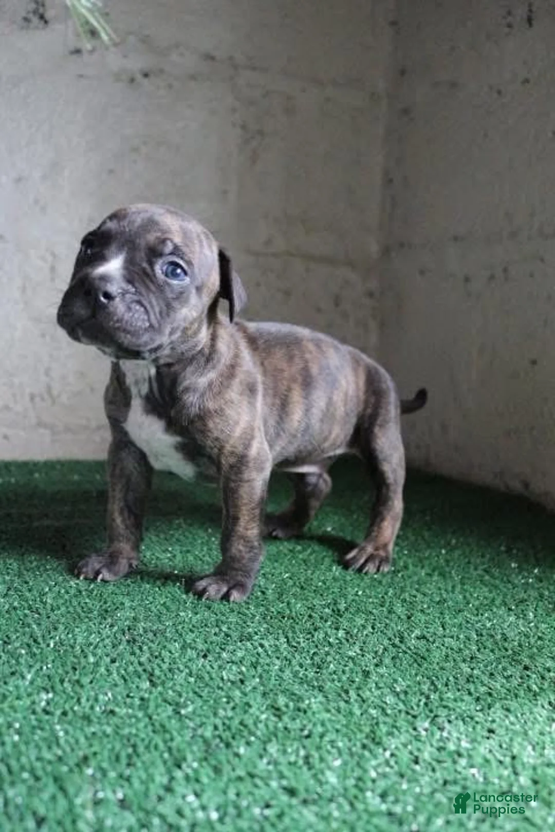 American Bulldog dogs for sale: Rocky - Ad 2