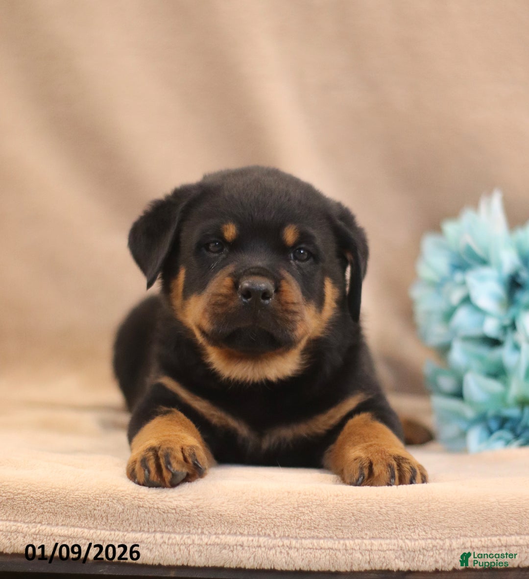 Rottweiler dogs for sale: T Rex - Ad 4