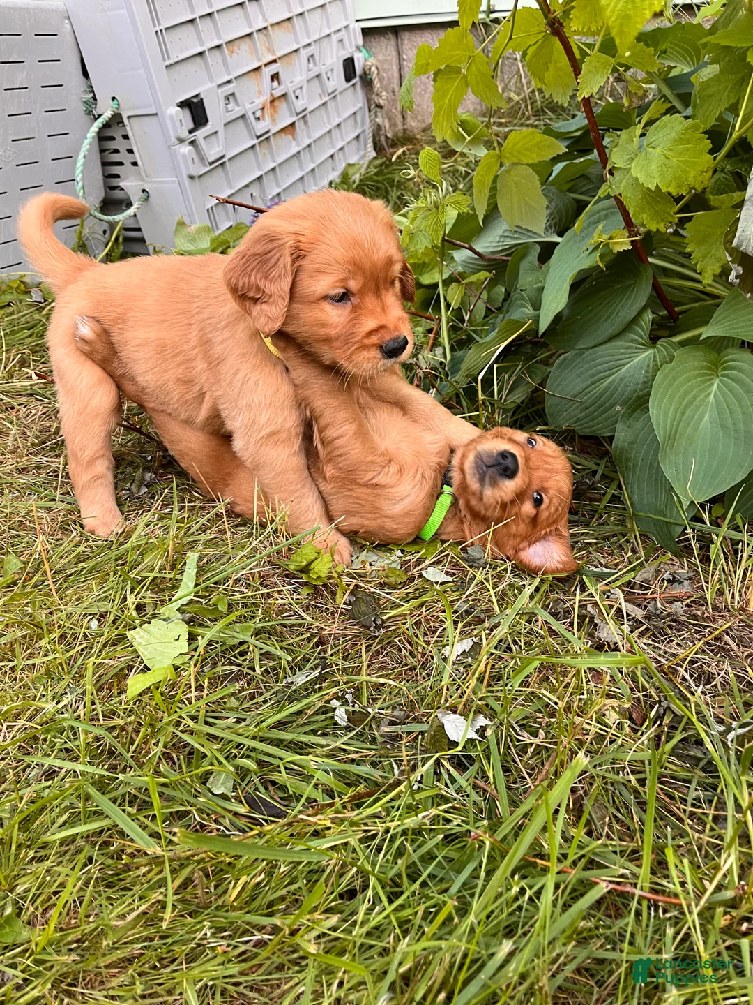 Golden Retriever dogs for sale: Golden Retriever 3 - Tide - Ad 2