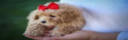 Bichpoo dogs for sale: Nixie🩷  - Ad 9