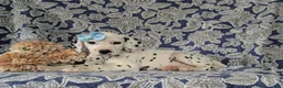 Dalmatian dogs for sale: Kylee - Ad 5