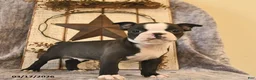 Boston Terrier dogs for sale: Mr Darcy  - Ad 5