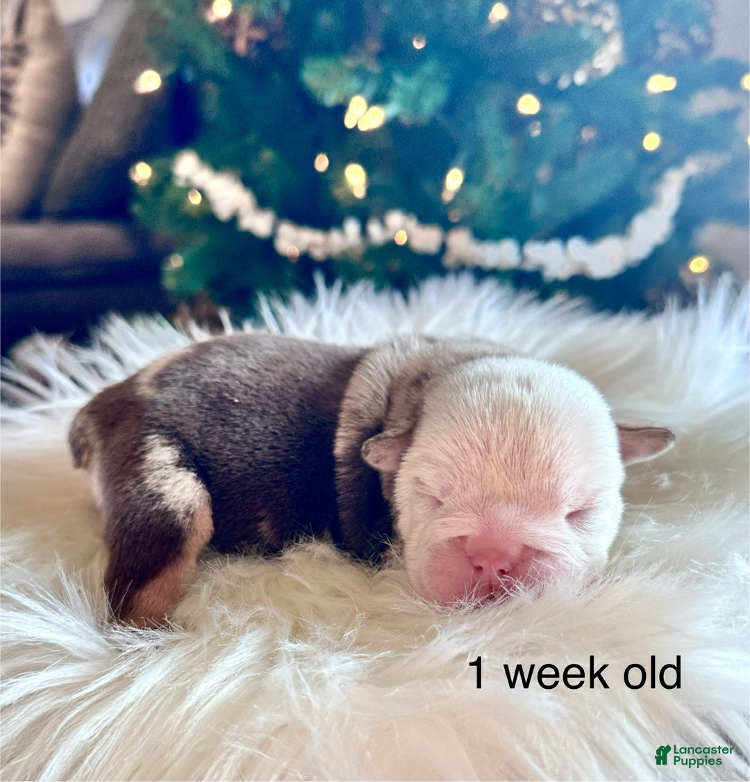 English Bulldog dogs for sale: Millie - Ad 5