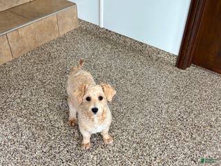 Maltipoo dogs Bennie - Ad 19