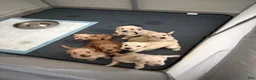 Goldendoodle dogs for sale: Goldendoodle (Light Brown) - Ad 3