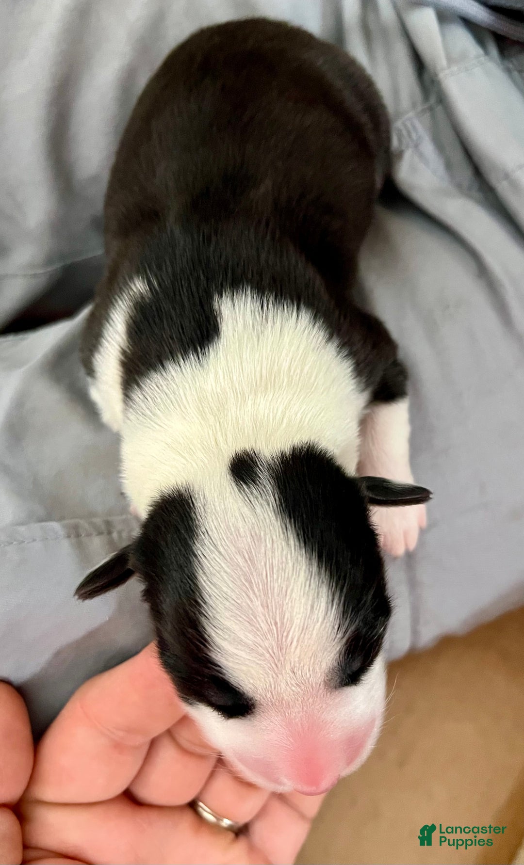 Welsh Corgi Cardigan dogs for sale: Welsh Corgi Cardigan Puppy 6: Doc Brown - Ad 3